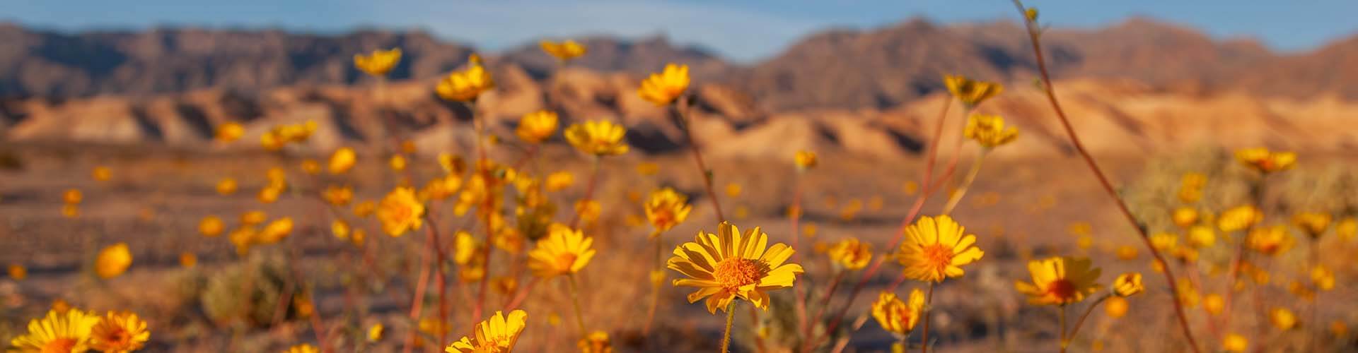 flowers in bloom at death valley