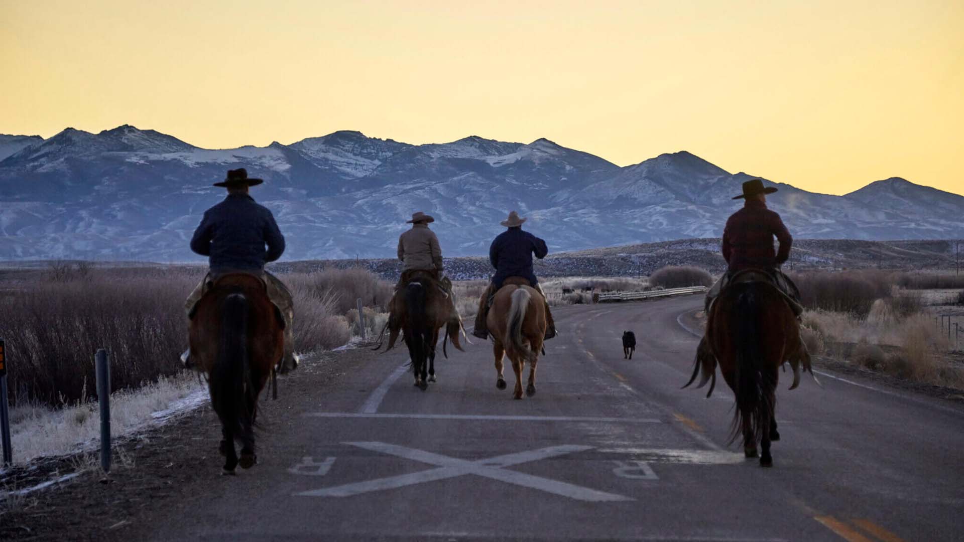 Horses riding down the road in the sunset.